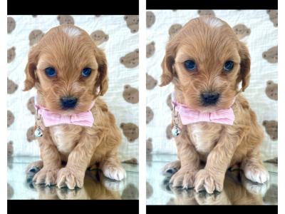 Beautiful Vet checked Maltipoo puppies in Cavan