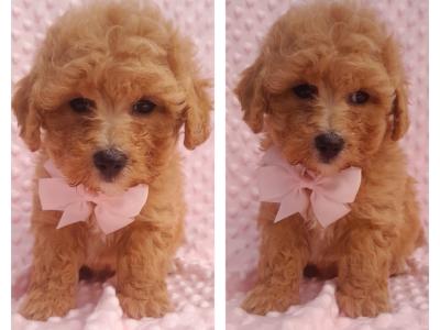 Beautiful Vet checked Maltipoo puppies in Cavan