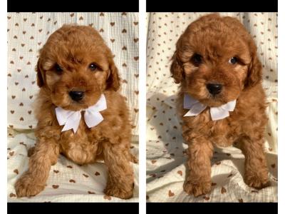 Beautiful Vet checked Maltipoo puppies in Cavan