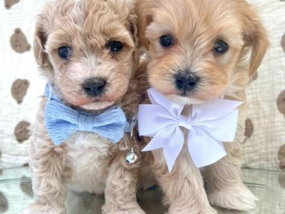 Beautiful Vet checked Maltipoo puppies in Cavan