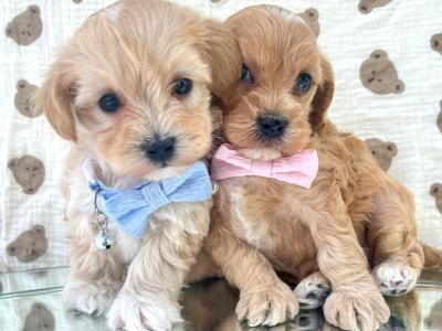 Beautiful Vet checked Maltipoo puppies in Cavan