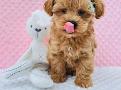 Beautiful Vet checked Maltipoo puppies in Cavan