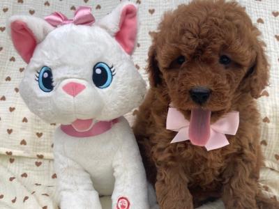 Beautiful Vet checked Maltipoo puppies in Cavan