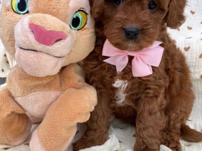 Beautiful Vet checked Maltipoo puppies in Cavan