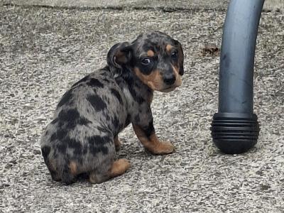 Dachshund puppies in Cork