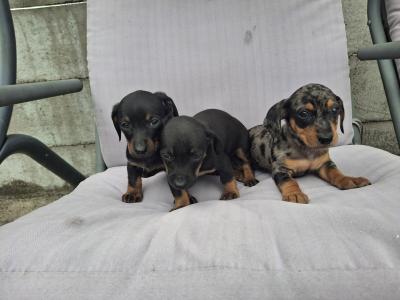 Dachshund puppies in Cork