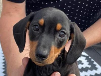 Dachshund puppies in Cork