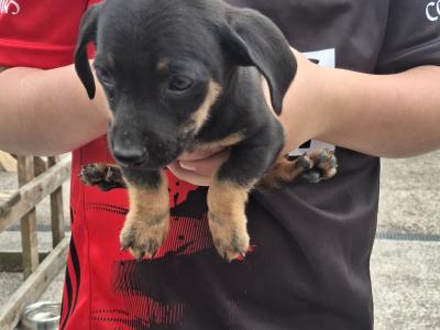 Dachshund puppies in Cork