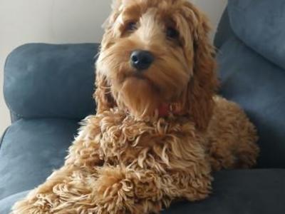 Female Cockapoo puppy 9 months old in Roscommon is looking for a new home