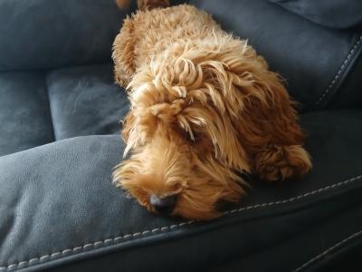 Female Cockapoo puppy 9 months old in Roscommon is looking for a new home