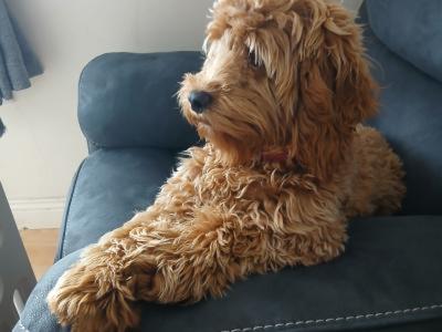 Female Cockapoo puppy 9 months old in Roscommon is looking for a new home