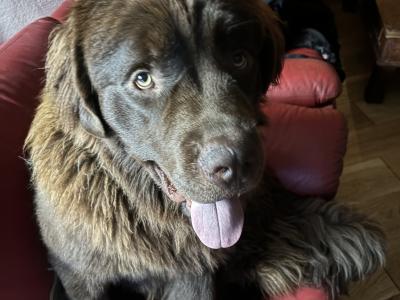 Newfoundland for stud