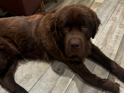 Newfoundland for stud