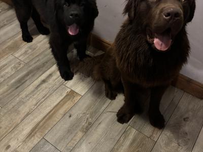 Newfoundland for stud