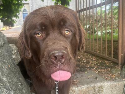 Newfoundland for stud