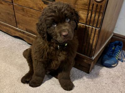 Newfoundland for stud