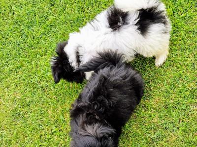 Beautiful Shih Tzu puppies in Clare