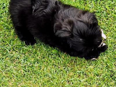 Beautiful Shih Tzu puppies in Clare