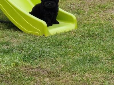Beautiful Shih Tzu puppies in Clare