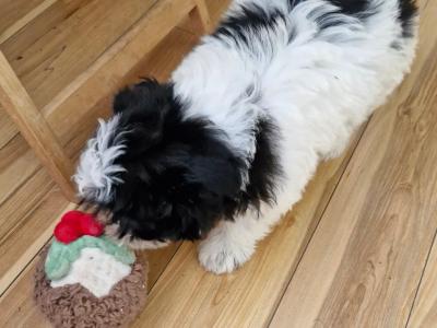 Beautiful Shih Tzu puppies in Clare