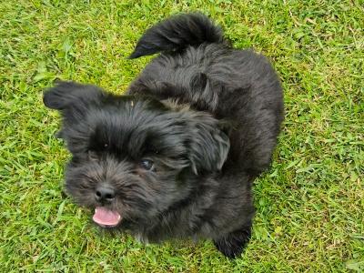 Beautiful Shih Tzu puppies in Clare