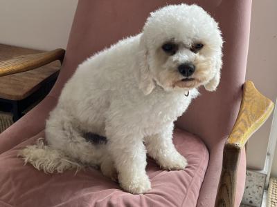 Miniature female F1b Cockapoo puppy 10 months old in Monaghan