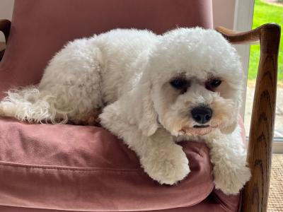 Miniature female F1b Cockapoo puppy 10 months old in Monaghan