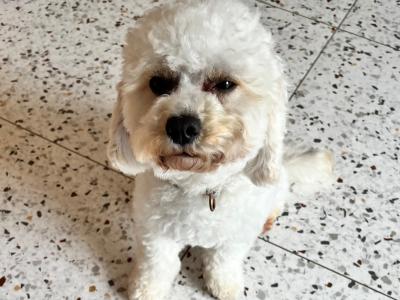 Miniature female F1b Cockapoo puppy 10 months old in Monaghan