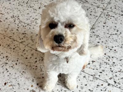 Miniature female F1B Cockapoo Puppy in Monaghan