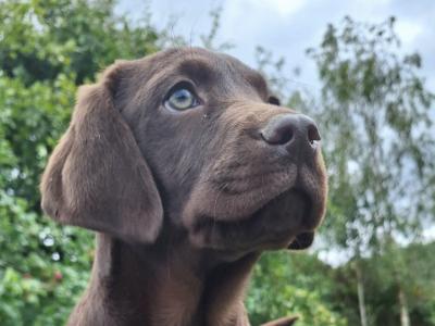 Male Chocolate Labrador puppy in Carlow