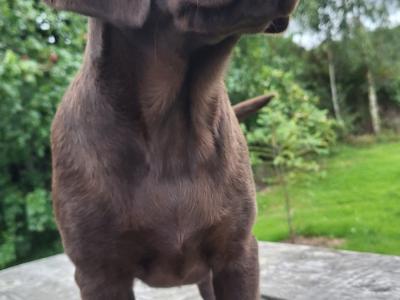 Male Chocolate Labrador puppy in Carlow