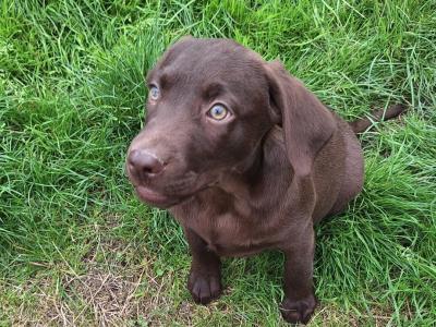 Male Chocolate Labrador puppy in Carlow