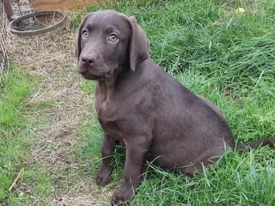 Male Chocolate Labrador puppy in Carlow