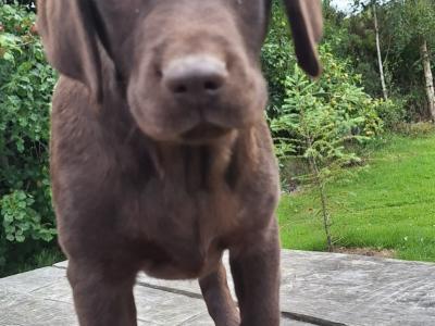 Male Chocolate Labrador puppy in Carlow
