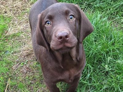Male Chocolate Labrador puppy in Carlow