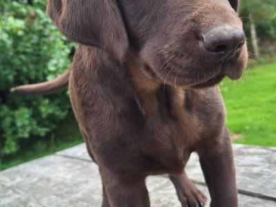 Male Chocolate Labrador puppy in Carlow