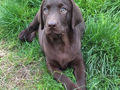 Male Chocolate Labrador puppy in Carlow