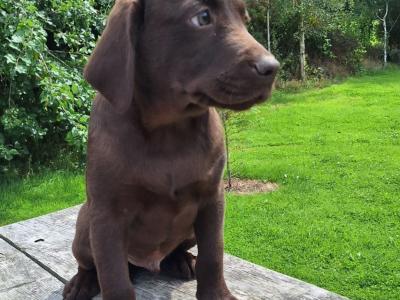 Male Chocolate Labrador puppy in Carlow