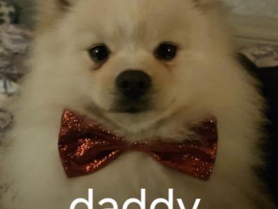 IKC Registered male German Spitz Klein puppy in Galway
