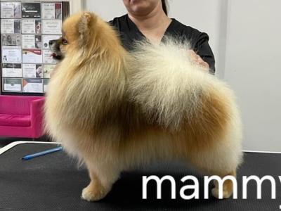 IKC Registered male German Spitz Klein puppy in Galway