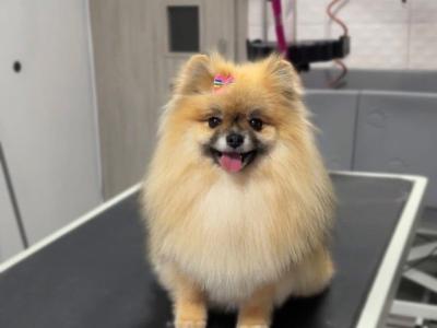 IKC Registered male German Spitz Klein puppy in Galway