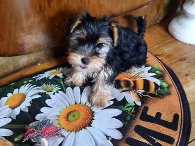 Introducing Adorable Purebred Miniature Yorkshire Terrier puppies, Charlie, Ringo, Poppy and Tara