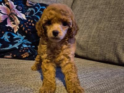 Female Minature Poodle puppy in Cork