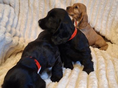 Cocker Spaniel puppies in Cavan