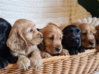 Cocker Spaniel puppies in Cavan