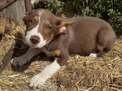 Gorgeous female Border Collie puppy 3 months old in Wexford