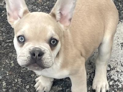 French Bulldog puppies in Wexford