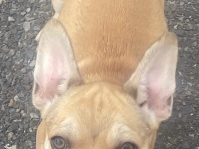 French Bulldog puppies in Wexford