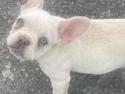 French Bulldog puppies in Wexford