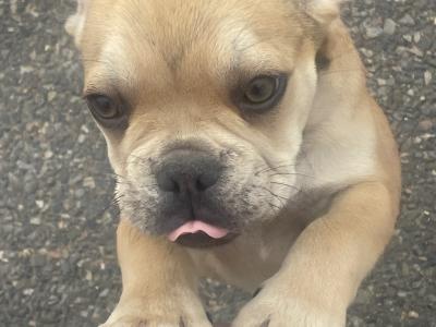 French Bulldog puppies in Wexford